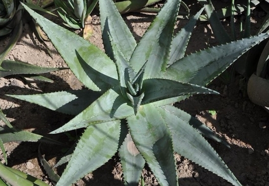 可以食用的芦荟：可食用的芦荟只有几种