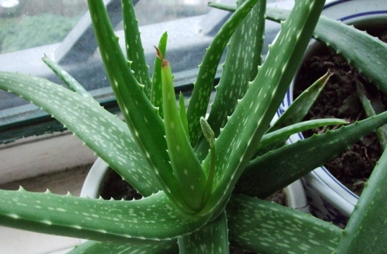 可以食用的芦荟：可食用的芦荟只有几种