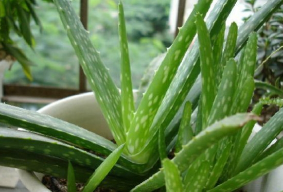 芦荟的养护技巧：控制好浇水量