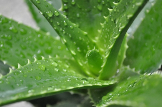 芦荟的养护技巧：控制好浇水量