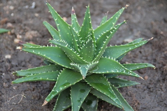 芦荟的养殖办法（心得篇）：宁干勿湿，最忌积水