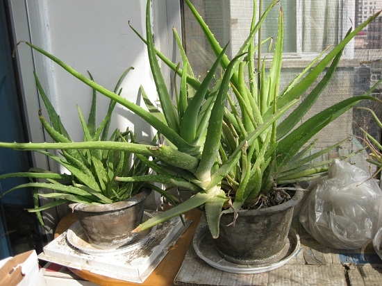 芦荟的养殖办法（心得篇）：宁干勿湿，最忌积水