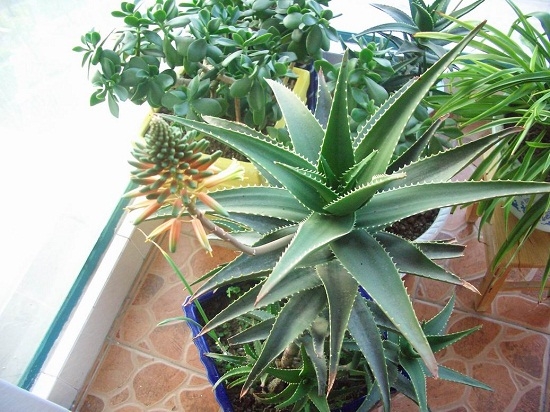 芦荟的养殖办法（心得篇）：宁干勿湿，最忌积水