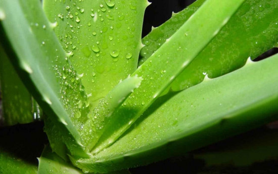 芦荟叶子发黄：留意浇水和光照