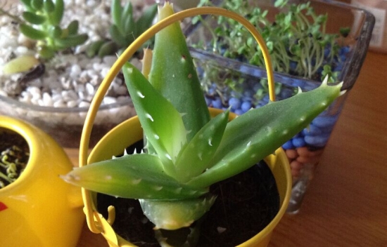 芦荟叶子发黄如何办：诱因较多,附处理办法