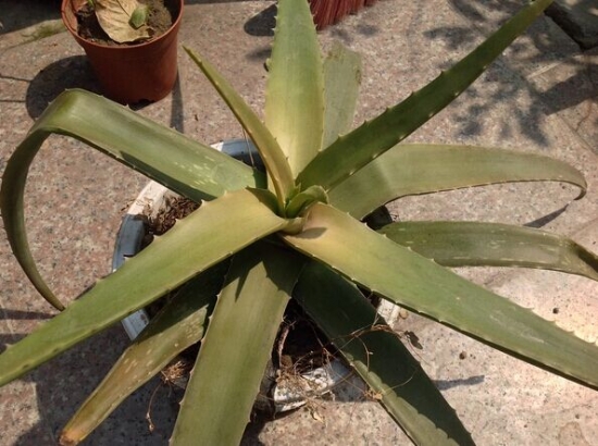 芦荟叶子发黄如何办：诱因较多,附处理办法