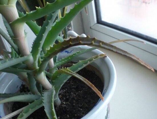 芦荟叶子发黄如何办：诱因较多,附处理办法