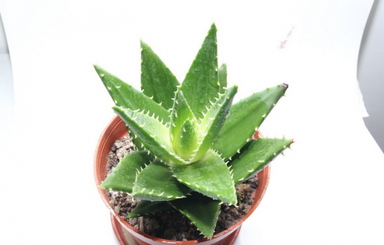 芦荟有毒吗：有一定的毒素