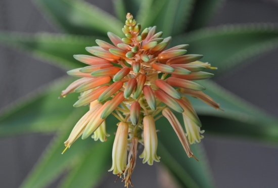 芦荟图片附介绍：相册的图片免费下载