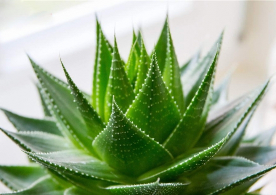 芦荟图片附介绍：相册的图片免费下载