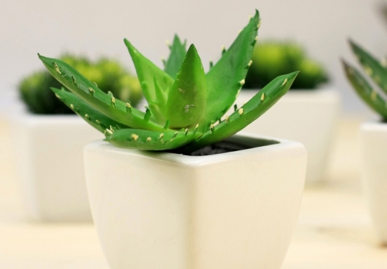 芦荟图片附介绍：相册的图片免费下载