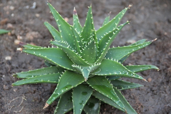 芦荟图片附介绍：相册的图片免费下载