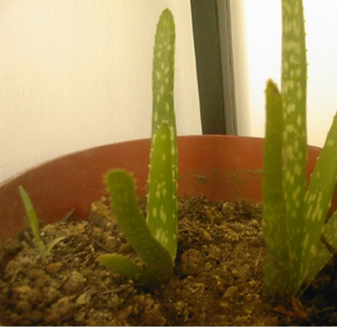 如何科学繁殖芦荟