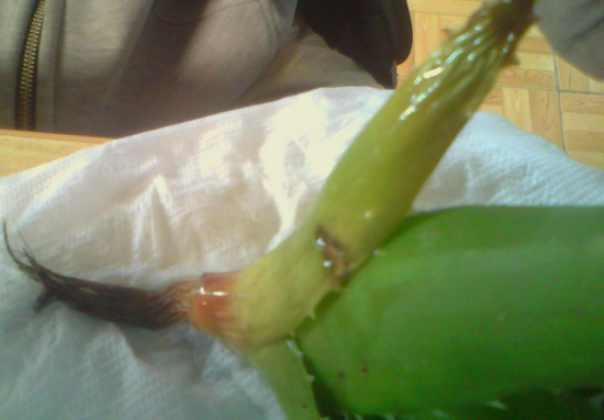 芦荟烂根如何办