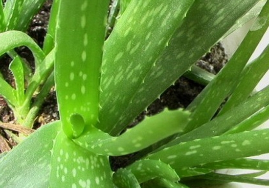 芦荟叶片出现白斑如何办