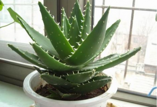 如何挽救头重脚轻的光杆芦荟