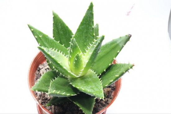 盆栽芦荟应留意些什么