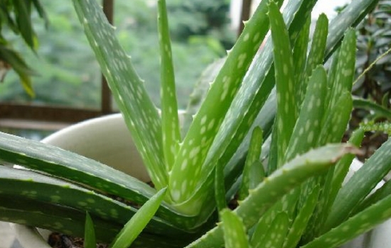 芦荟有哪些价值：抑制病毒、癌细胞