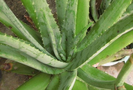 芦荟如何繁殖：分株、芽插、叶插法