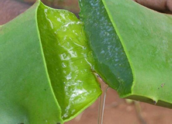 鲜芦荟 芦荟如何用:使用芦荟也需按个人体质