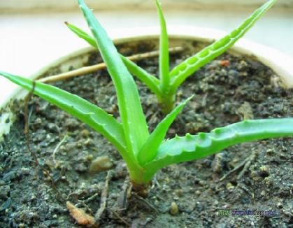 芦荟如何移植：切忌浇水不可太勤
