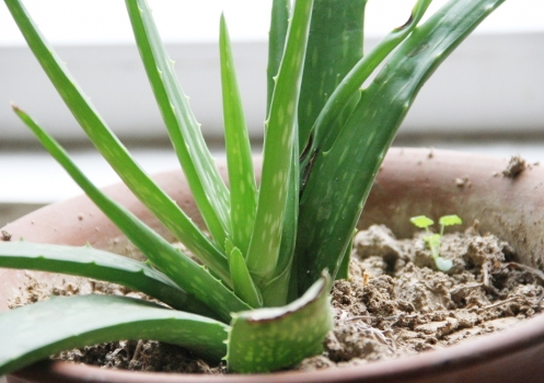 芦荟的养殖办法：浇水需留意