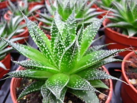 芦荟的养殖办法：浇水需留意