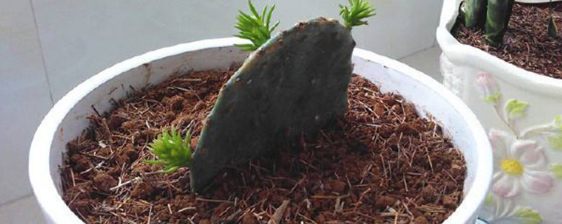 如何扦插仙人掌