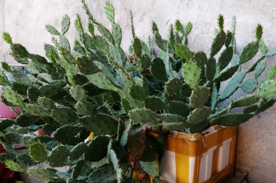 如何扦插仙人掌