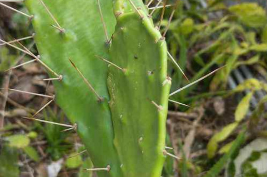 如何扦插仙人掌