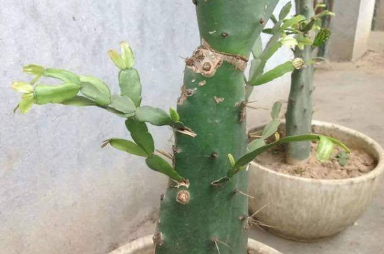 如何扦插仙人掌