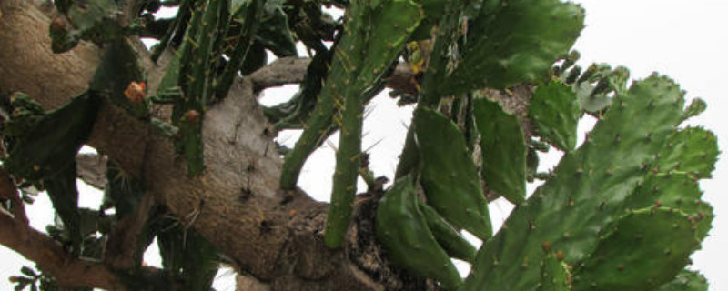 仙人树如何养殖办法