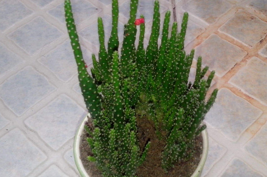 仙人树如何养殖办法