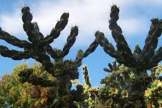 仙人树如何养殖办法