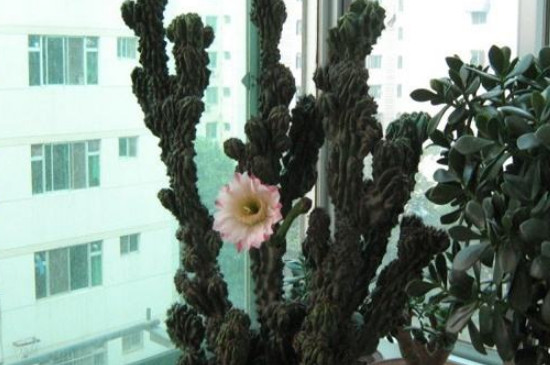 家中养仙人山禁忌