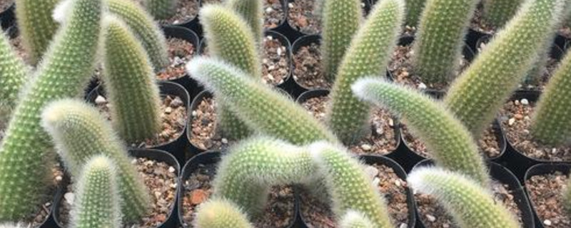 猴尾柱如何养长得快