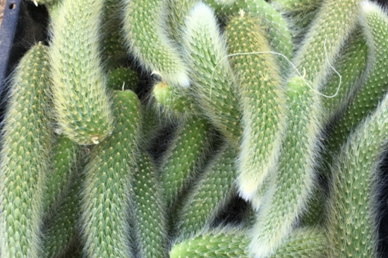 猴尾柱如何养长得快