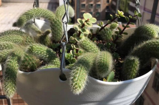 猴尾柱如何养长得快