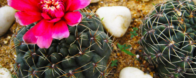 绯花玉如何养大的快