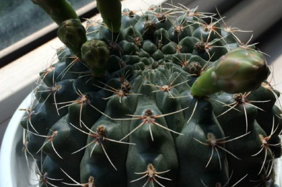 绯花玉如何养大的快