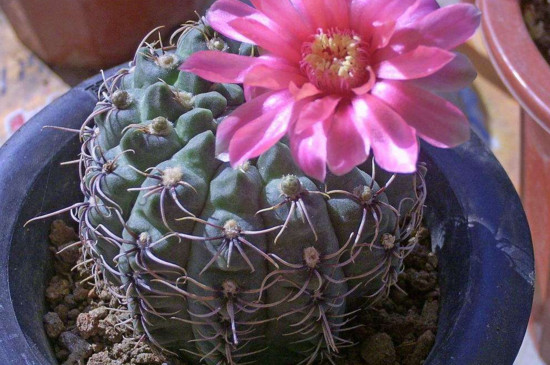 绯花玉如何养大的快