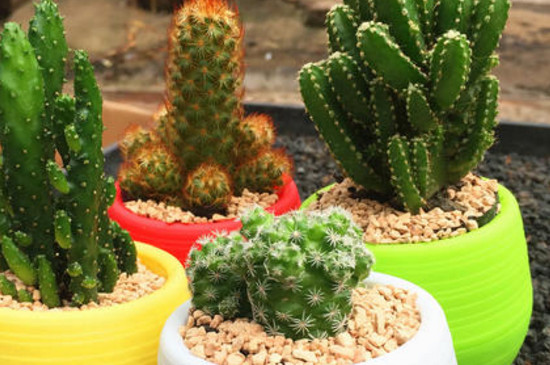 仙人掌盆栽如何养