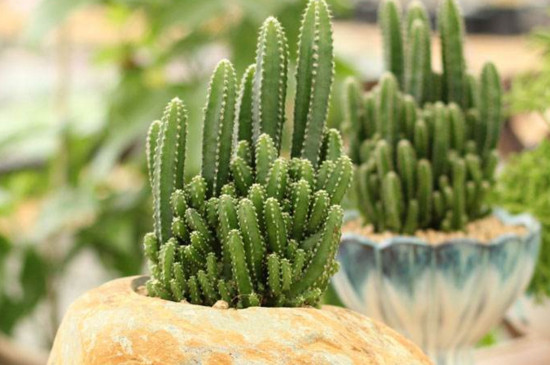 仙人掌盆栽如何养