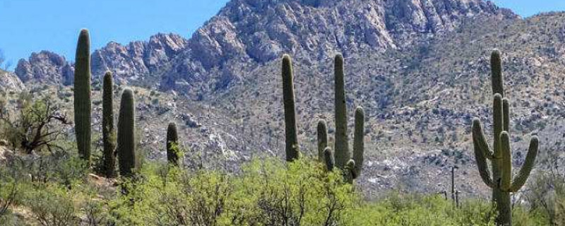 巨柱仙人掌如何取水