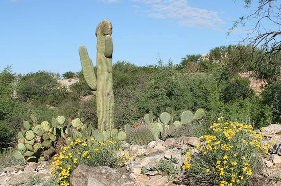 巨柱仙人掌如何取水