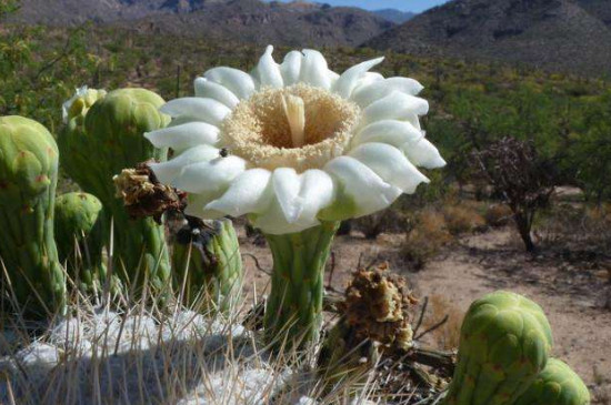 巨柱仙人掌如何取水