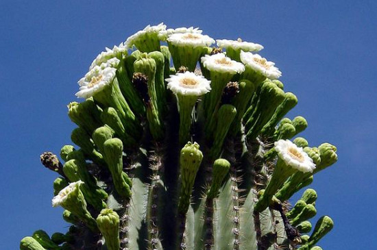 巨柱仙人掌如何取水