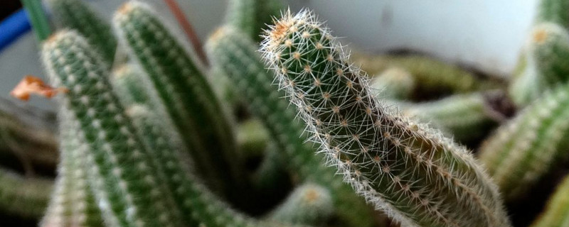 仙人柱如何砍头