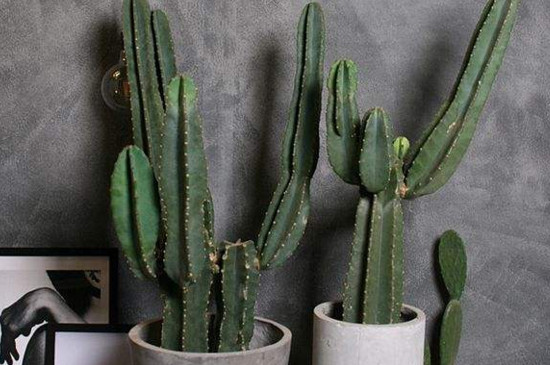 仙人柱如何砍头