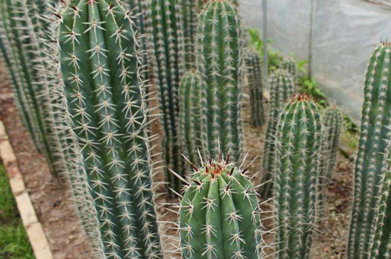 仙人柱如何砍头